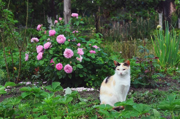Trójkolorowy Kot Siedzi Obok Krzaka Róży Różowymi Kwiatami — Zdjęcie stockowe