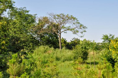 Tepedeki yalnız bir ağaç. Odessa 'da Yaz Botanik Parkı.