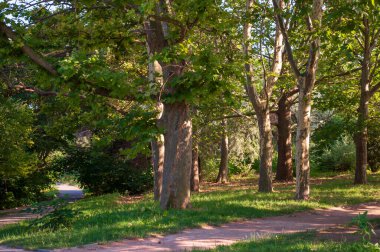 Odessa 'daki botanik parkında Büyük Platanus. Ağaçların altında bir yürüyüş yolu.