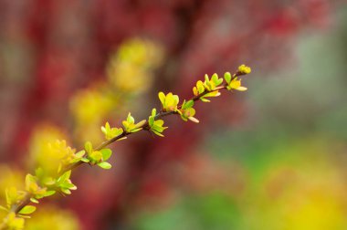 Dağınık çalıların kırmızı arka planında küçük taze yapraklar ve iğneler olan bahar böğürtlenleri..
