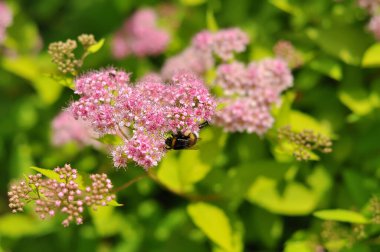 A bumblebee collects pollen on a sprig of flowering Japanese spirea. Garden plant honeysuckle