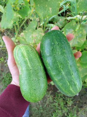 A farmer holds two large green cucumbers in his hand. Organic vegetables in the garden.