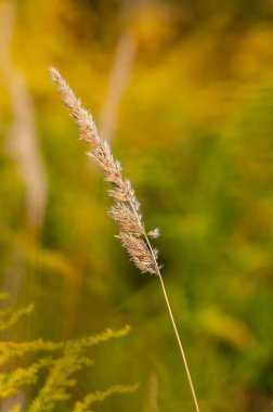 Dead grass on a blurry yellow background, autumn spikelets, selective focus.