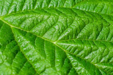 Bitkinin yeşil sulu yaprağı, damarlar ve katlar, tüm çerçeveyi dolduruyor, botanik arka plan