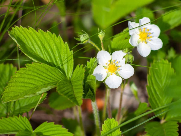 两朵白色的花园草莓花 在草丛中 春天的美丽的森林草莓 — 图库照片