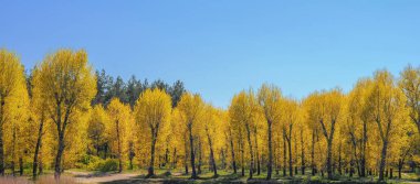 Spring landscape, yellow willows on the shore of the lake and blue sky.