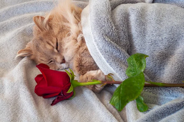 一只蓬松的米色猫睡在灰蒙蒙的毛毯下 旁边躺着一朵红玫瑰 一只蒙着眼睛的猫 有选择的重点 — 图库照片