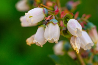 Bahar yaban mersini çiçekleri ve çan bebekliğinde bir karınca. Bahçedeki yabanmersini çalısı. Yakın plan.
