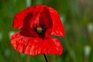 Çiçek açan kırmızı gelincik, yeşil arka planda yakın plan, seçici odak.