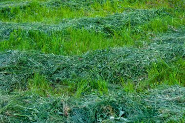 Yeşil çim biçmek. Çimleri biçmek ritmik çizgilerde yatar.