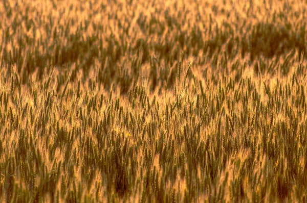 Die Gelben Ähren Des Weizens Werden Vom Gegenlicht Des Sonnenuntergangs — Stockfoto