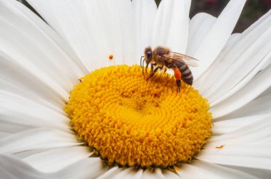Bacaklarında polen olan bir arı papatya çiçeğinin üzerinde oturuyor, bahçedeki bir böceğin makro fotoğrafı, yakın plan, seçici odak