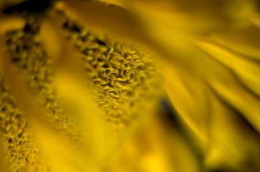 Sarı ayçiçeği yakından ve yumuşak odak noktası sade. Bulanık yapraklar, nazik ve romantik makro fotoğraf.