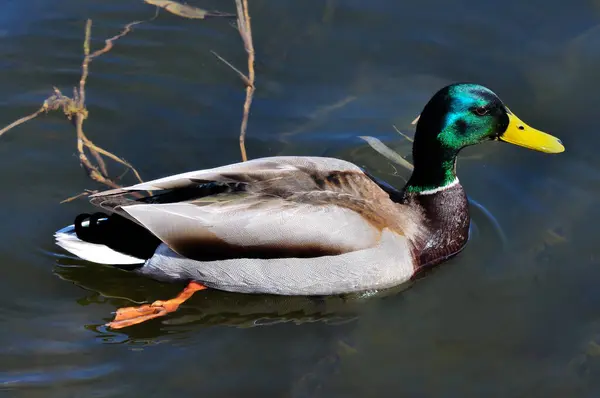 Male wild duck with colored feathers floats on water, close-up.