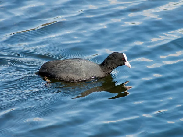 Fulica atra with black feathers and white beak and red eyes floating on water, close-up.
