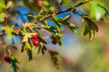 Crataegus böğürtlenli dal, sonbahar güneşli doğa, bulanık arkaplan.