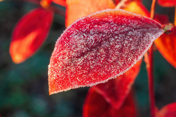 Red blueberry leaf in autumn morning frost, natural glow, weather forecast.