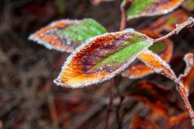 Sonbahar sabahı soğuğu yaban mersini yaprağını süslüyor ve hava tahmini ile uyumlu doğal bir parlaklık yaratıyor..