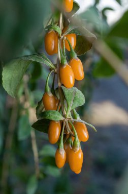 Bir demet sıra dışı sarı goji üzümü, yakın plan, seçici odaklanma...