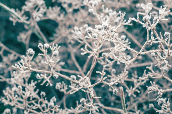 Cold herbarium of dry frozen grass, soft focus.
