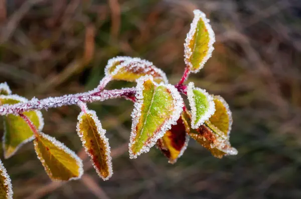 Uçsuz Bucaksız Yapraklarla Kaplı Bir Elma Dalı Sonbahar Soğuk Havası Telifsiz Stok Fotoğraflar