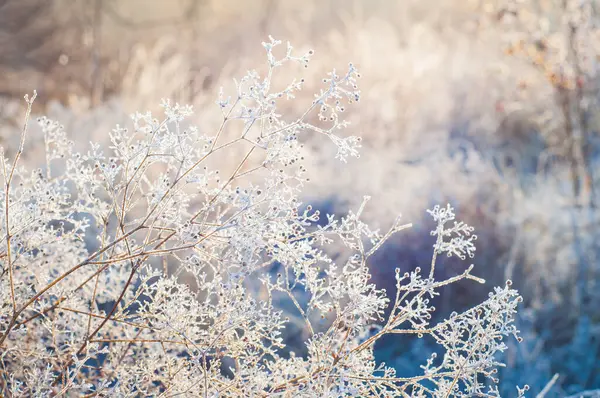 Αποξηραμένο Γρασίδι Καλύπτεται Παγετό Όπως Ελαφρά Σύννεφα Στο Πίσω Φως Εικόνα Αρχείου