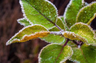 Elma ağacı dalının yapraklarında soğuk bir kenar. Yapraklar, yazdan sonbahara geçişi gösteren yeşilden kırmızıya çeşitli renklere sahiptir..