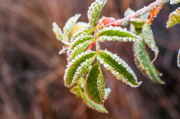 Мороз Создает Контраст Зеленых Листьях Шиповника Лицензионные Стоковые Фото
