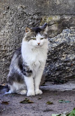 Yeşil gözlü tüylü beyaz ve gri bir kedi, yıkılmış yapraklarla çevrili, eski, dokulu taş bir duvarın yanında zarifçe oturuyor.