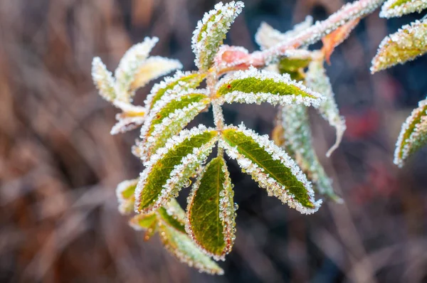 Buz Gül Kalça Dalının Yeşil Yapraklarında Bir Kontrastlık Yaratır Stok Fotoğraf