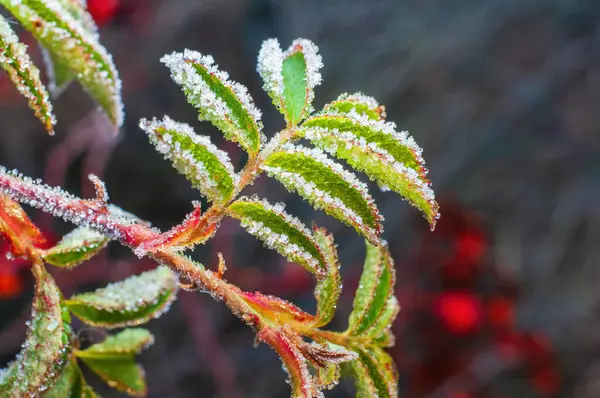 Ветка Шиповника Ледяными Краями Зеленых Листьях Стоковое Фото
