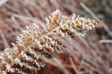Çayırda sonbahar sarısı çimenler, beyaz don ile kaplı, seçici odaklı..