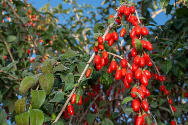 Bahçedeki bir çalılıkta bol miktarda Goji meyvesi hasadı. Çin 'den sağlıklı gıda ürünleri..