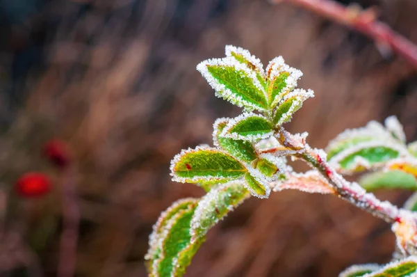 Ледяные Зелёные Листья Шиповнике Стоковое Изображение