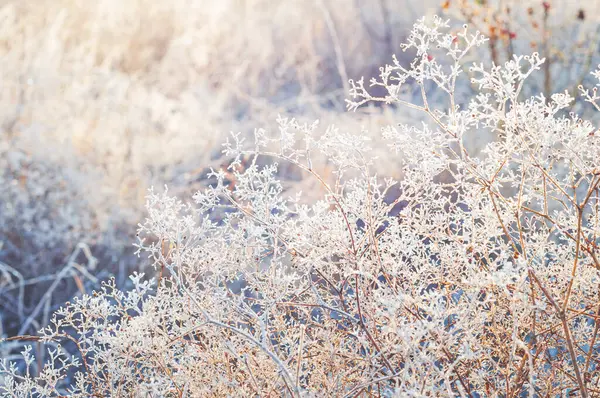 A winter sunrise creates a beautiful contrast between the frosty grass and the warm sun. winter sunrise frost concept
