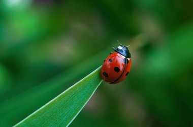 Keskin uçta asılı uğur böceği, çapraz bileşim, bulanık yeşil arkaplan