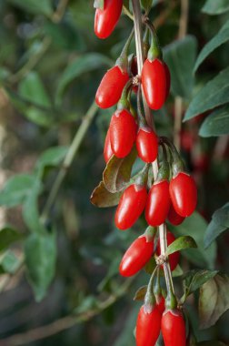 Kırmızı böğürtlenli bir goji dalı. Yeşil yaprakların arka planına karşı seçici bir odak noktası..