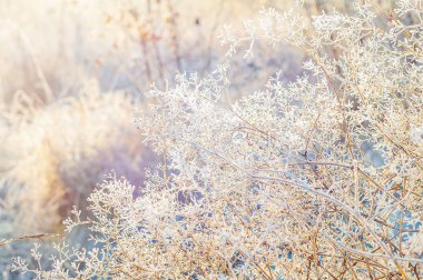 Sabah güneşi, buzla kaplı çimenlerin üzerine hafif bir parıltı saçar ve sakin bir kış manzarası yaratır. Kış gündoğumu don kavramı.