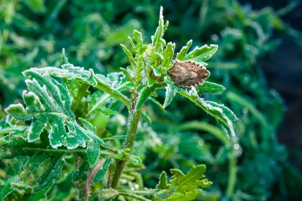 A leaf of green arugula salad with a frozen beetle covered in frost. Autumn frosts in the garden with spicy herbs.