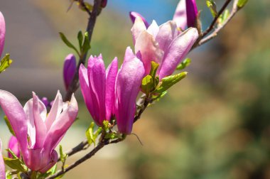 Canlı manolya çiçekleri tam çiçeklenir, parlak yapraklarını sergiler.