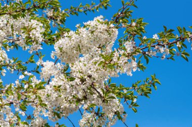 Açık mavi gökyüzüne karşı kiraz çiçeği dalları
