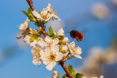 Osmia arısı kiraz çiçeklerinin yanında çırpınıyor, tozlaşmanın başlangıcı.