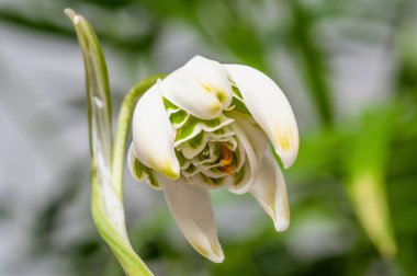 Galanthus Nivalis, bahar uyanışının kırmızı kitap sembolü.