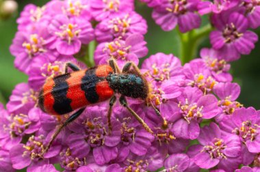 Pembe yarrow çiçeklerinin üzerindeki trikodes apiarius böceği canlı renklerini ve dokularını sergiliyor. Makro çekim