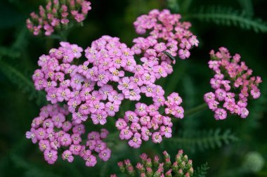 Koyu yeşil arka planda çiçek açan küçük, pembe kiremit demetleri narin güzelliklerini ön plana çıkarıyor..