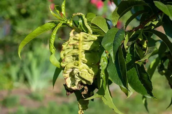 stock image Peach tree leaves affected by leaf curl disease, displaying curled and discolored foliage