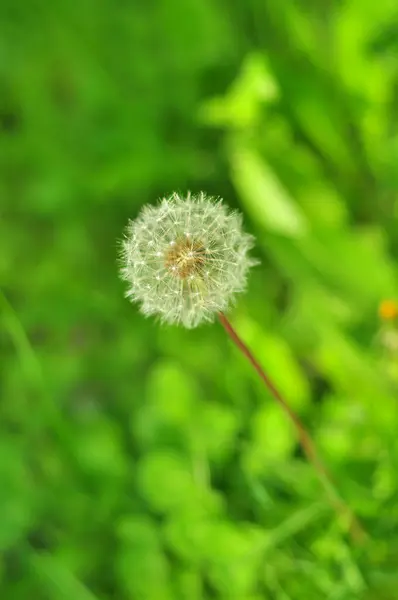 stock image Dandelion clock against a lush, out-of-focus greenery backdrop.