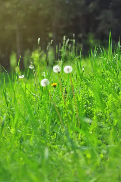 stock image Fluffy dandelion seeds on a thin stem in a vibrant green field.