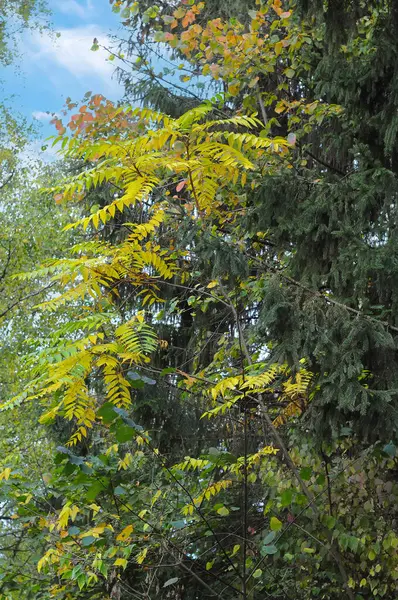 stock image Autumn scene with yellow leaves and green conifers under a clear blue sky.