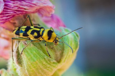 The beetle Chlorophorus varius is perched on a flower with bright yellow and black markings on its body. The background is blurred with colorful hues. clipart